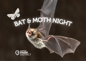 bat flying towards moth